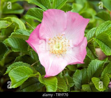 Rose "Frau Dagmar Hastrup' Foto Stock