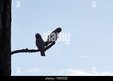 Una silhouette di una coniugata coppia di australiani Galah Rosa uccelli (Eolophus roseicapilla) sedersi su un ramo vicino al foro di nidificazione nella stessa struttura Foto Stock