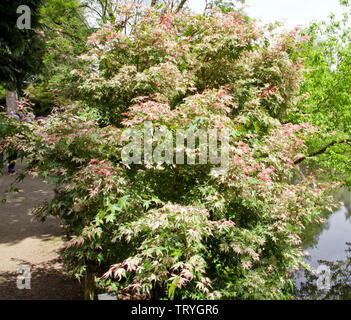 Acer palmatum 'Versicolor' Foto Stock