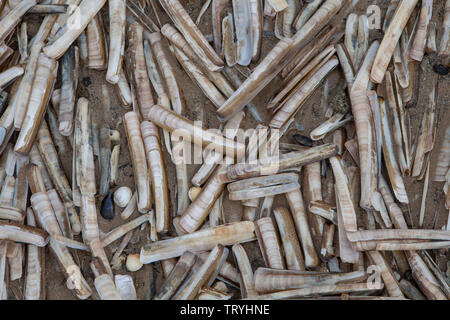 Rasoio di gusci di vongole lavate fino sulla spiaggia sulla costa di Norfolk di Inghilterra Foto Stock