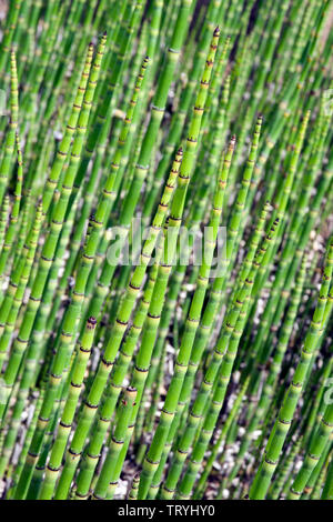 Equisetum hyemale Foto Stock