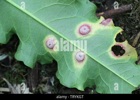 Puccinia phragmitis, una ruggine fungo chiamato dock ruggine, crescendo su Rumex crispus, il dock ricci Foto Stock