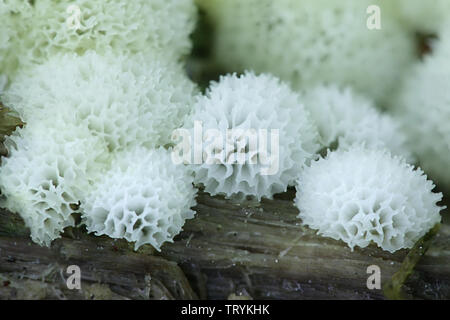 Ceratiomyxa fruticulosa var. porioides, corallo bianco slime stampo Foto Stock