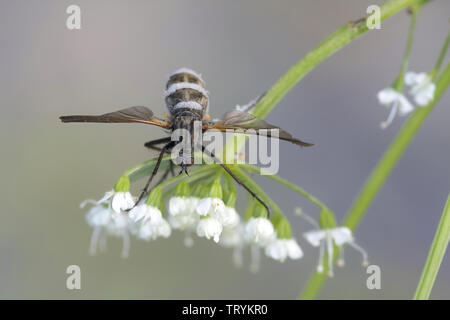 Fungo parassita, Entomophthora muscae. Trasforma volare in uno zombie Foto Stock