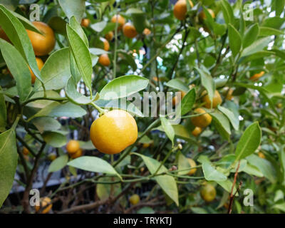 Kumquat frutti sull'albero. Citrus japonica. Foto Stock