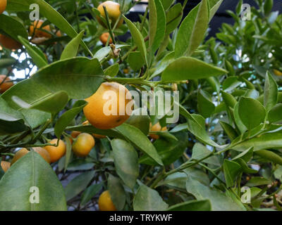 Kumquat frutti sull'albero. Citrus japonica. Foto Stock