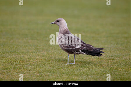 Long-tailed Skua capretti - Northumberland Foto Stock