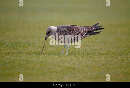 Long-tailed Skua capretti - Northumberland Foto Stock