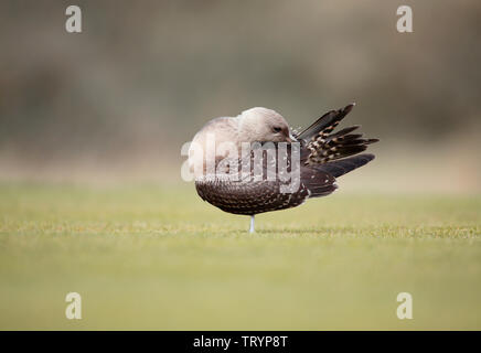 Long-tailed Skua capretti - Northumberland Foto Stock