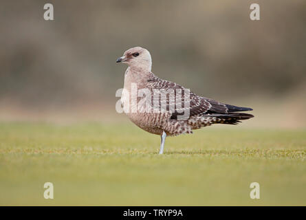 Long-tailed Skua capretti - Northumberland Foto Stock