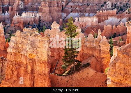 Parco Nazionale di Bryce Canyon, Queens Garden Trail, Utah, USA, America del Nord Foto Stock