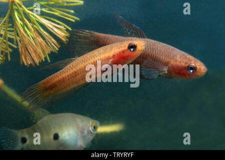 Betta livida, geloso Betta Foto Stock