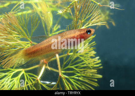 Betta livida, geloso Betta Foto Stock