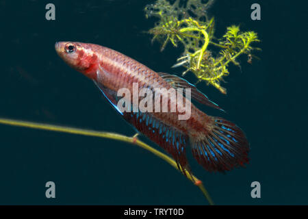 Betta livida, geloso Betta Foto Stock