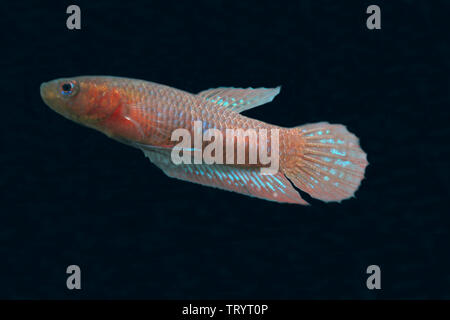 Betta livida, geloso Betta Foto Stock