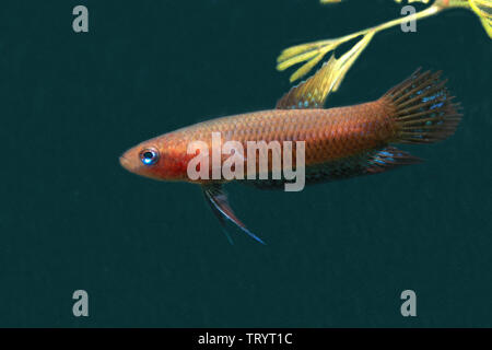 Betta livida, geloso Betta Foto Stock