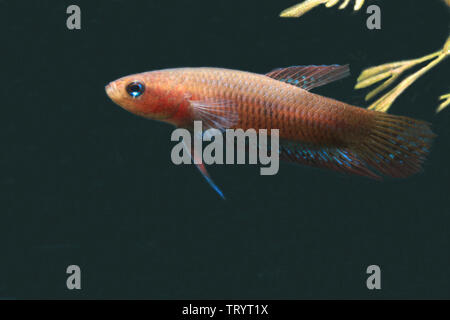 Betta livida, geloso Betta Foto Stock