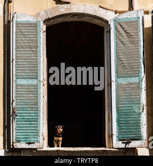 Piccolo Cane guardando fuori della grande finestra con persiane, Arles, Provenza Foto Stock