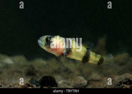 Bumblebee ghiozzo (Brachygobius xanthomelas) Foto Stock