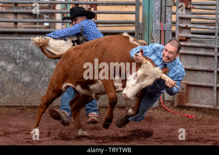 I cowboys competere nel guidare il wrestling al ventisettesimo annuale di Pana'ewa Stampede Rodeo messo su dalle Hawaii ai proprietari di cavalli in Hilo, Hawaii il 18 febbraio 20 Foto Stock