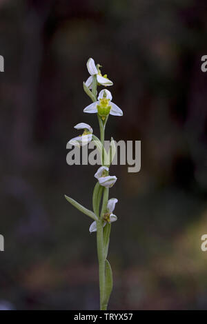 Bee Orchid (Ophrys apifera var. chlorantha) Cipro Foto Stock