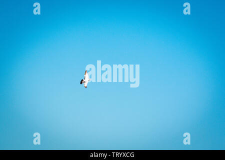 Seagull uccello in volo sul cielo blu brillante luce solare in background Pangot, un piccolo villaggio di Uttarakhand, India. Simbolo di libertà e di libertà. Copia sp Foto Stock