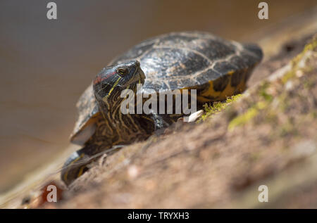 Red Eared Slider Turtle ( Trachemys scripta elegans ) Foto Stock