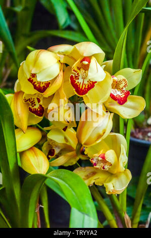 Fire Lily o Gloria Lily chiamato anche giglio di fiamma, gloriosa lily, superbo giglio, arrampicata lily, e strisciante lily, una gloriosa famiglia vegetale nativo nel tropico Foto Stock
