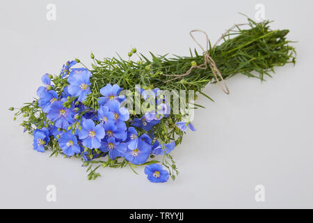 Bouquet di lino blu fiori isolati su sfondo bianco. Bouquet di lino blu fiori isolati su sfondo bianco. Foto Stock