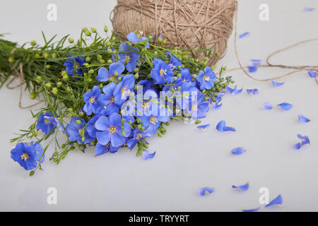 Bouquet di blu di fiori di lino e biancheria a ricircolo di sfere con filettatura su uno sfondo bianco (Linum usitatissimum) Nomi comuni: comune di lino o semi di lino. Vista ravvicinata Foto Stock