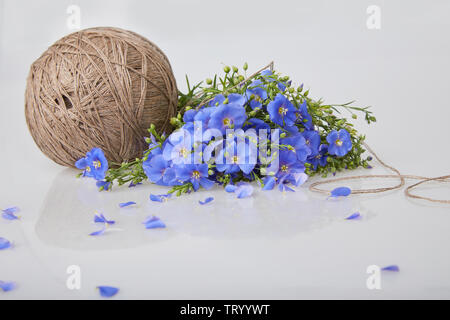 Bouquet di blu di fiori di lino e biancheria a ricircolo di sfere con filettatura su uno sfondo bianco (Linum usitatissimum) Nomi comuni: comune di lino o semi di lino. Vista ravvicinata Foto Stock