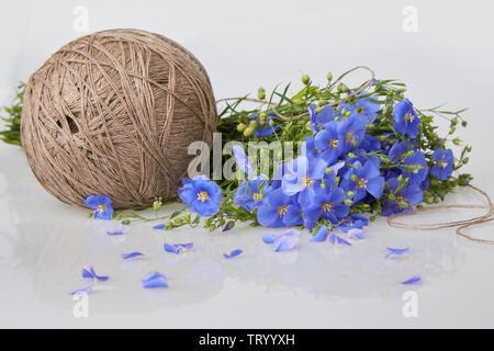 Bouquet di blu di fiori di lino e biancheria a ricircolo di sfere con filettatura su uno sfondo bianco (Linum usitatissimum) Nomi comuni: comune di lino o semi di lino. Vista ravvicinata Foto Stock