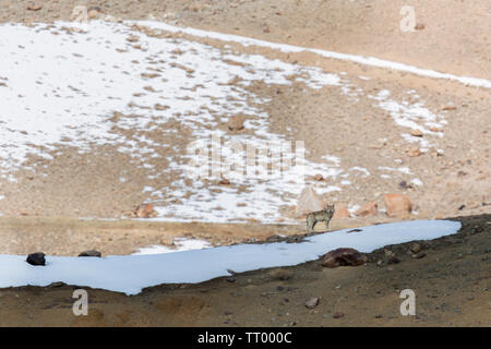 Lupo tibetano o Canis lupus filchneri in Ladakh, Jammu e Kashmir durante l'inverno dopo la nevicata. Foto Stock