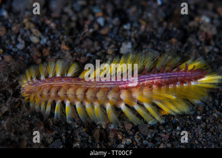 Di notte, un colorato worm di setole, Chloe fusca, crawl attraverso un nero pendio di sabbia nel Parco Nazionale di Komodo, Indonesia. Foto Stock