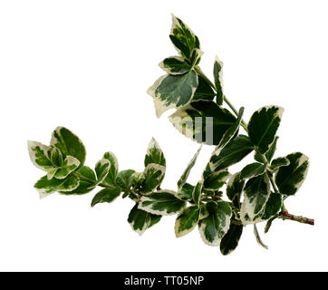 Variegato il bianco e il verde delle foglie di hardy sempreverde arbusto agrodolce, Euonymus Fortunei 'Emerald Gaiety", isolata su bianco Foto Stock