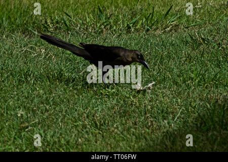 Grackle Black-Tailed, Canyon, Texas Foto Stock