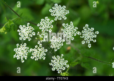 Mucca Prezzemolo testa di fiori Foto Stock