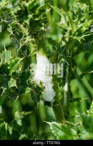 Il cuculo sputare su thistle Foto Stock