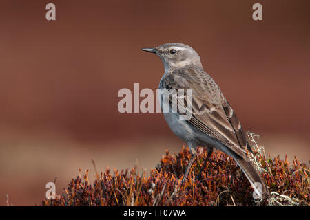 Acqua (pipit Anthus spinoletta), bella songbird seduto sulla brughiera al mattino, Krkonoše National Park, Repubblica Ceca Foto Stock