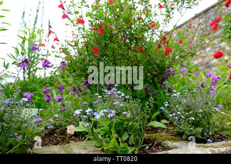 Sussex, Regno Unito. Random vecchio giardino cottage semina con dimenticare Me Not, Wallflowers e Salvia " Hot Lips' Foto Stock
