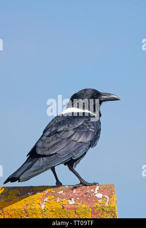 Pied Crow, (Corvus albus), in piedi su un tetto, Lands End, Cornwall, Inghilterra, Regno Unito. Foto Stock