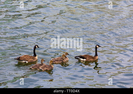 Famiglia di Oche del Canada il nuoto in False Creek da Granville Island in Vancouver Foto Stock