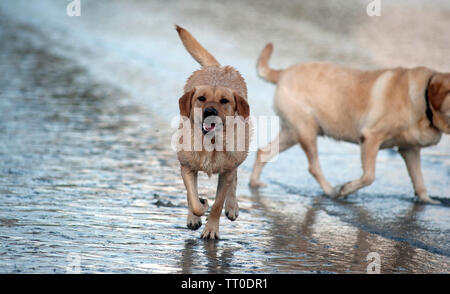Cane giocando sulla spiaggia di cappella, la Porta Santa Maria, Isola di Man e Isole britanniche Foto Stock