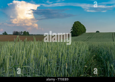 Verde giovane raccolto di cereali in un campo agricolo al tramonto con dolci colline e le nuvole colorate in un cielo blu Foto Stock