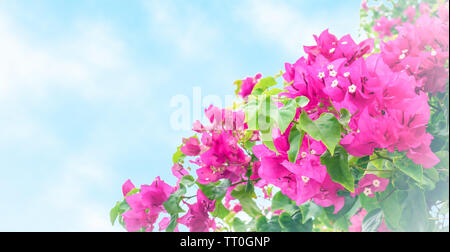 Tropical fiori di bouganville isolato su sfondo blu con il bianco soft vignette. Foto Stock