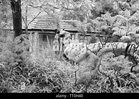 Temibili predatori di una prima mondiale per lo Zoo di Chester Foto Stock