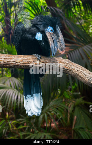 Nero-casqued hornbill / nero-wattled casqued hornbill (Ceratogymna atrata) maschio arroccato nella struttura ad albero, nativo per l'Africa Foto Stock