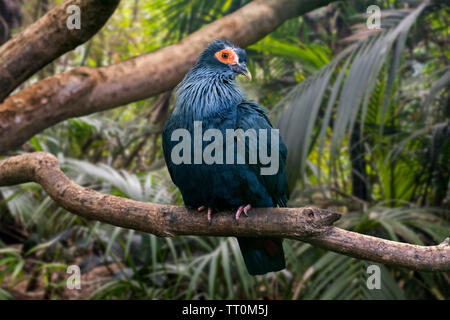 Madagascan piccione blu / Madagascar blu-piccione (Alectroenas madagascariensis) arroccato nella struttura ad albero, nativo a nord e a est del Madagascar, Africa Foto Stock