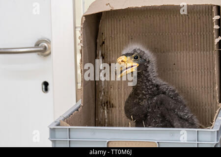 Un mese Steller's sea eagle (Haliaeetus pelagicus) di ceci in scatola di plastica, tratteggiati in cattività in zoo Foto Stock