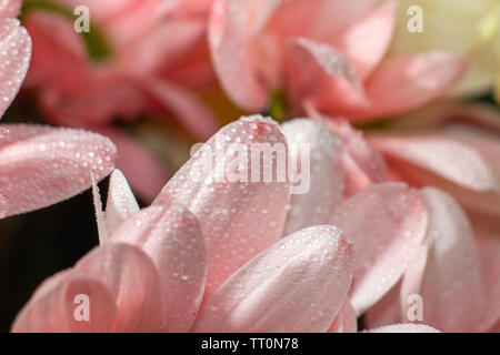 Fiori, bellissimo vicino a colpi di fiori con flash fotografia utilizzando canon a velocità luce e Canon 600D con 55-250mm lente con macro adottante. Foto Stock